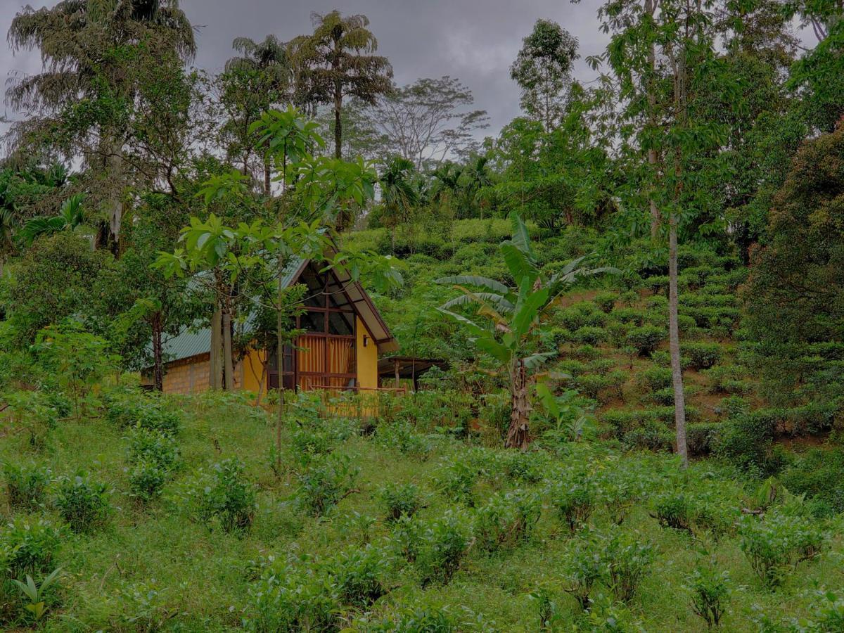 Rainforest Cabin Deniyaya Exteriör bild